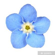 Blue_flower0