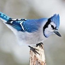 BlueJay02