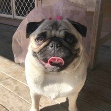 harrypotterntheturtle