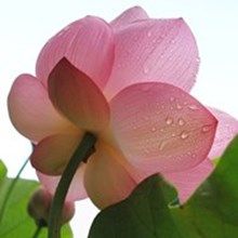 Lotus_Rising