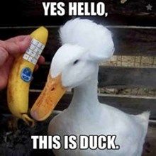 Odd_Duck