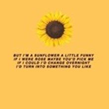 Sunflower_xx