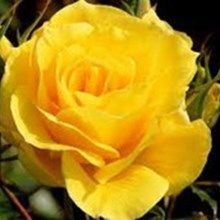 Yellow_Rose