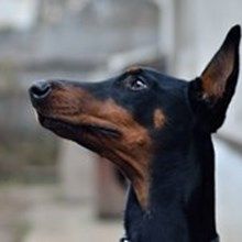 Doberman38