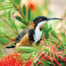 Spinebill