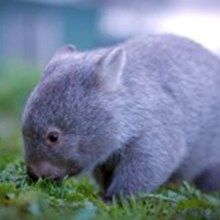 Blue_Wombat