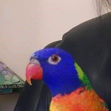 Rainbowpolly